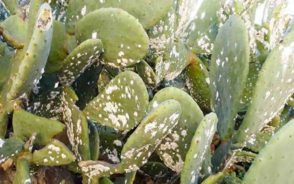 cochenille Conci Maroc Algérie Cochineal Morocco Algeria