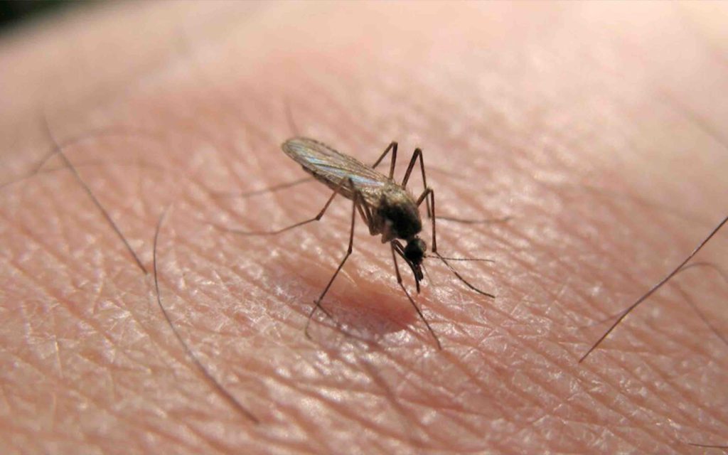 Moustique Maroc Morocco mosquito