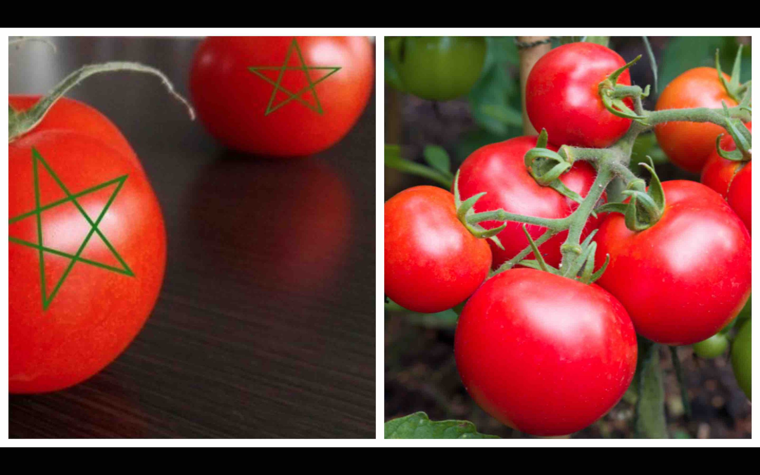 tomate Maroc tomate marocaine tomates marocaines
