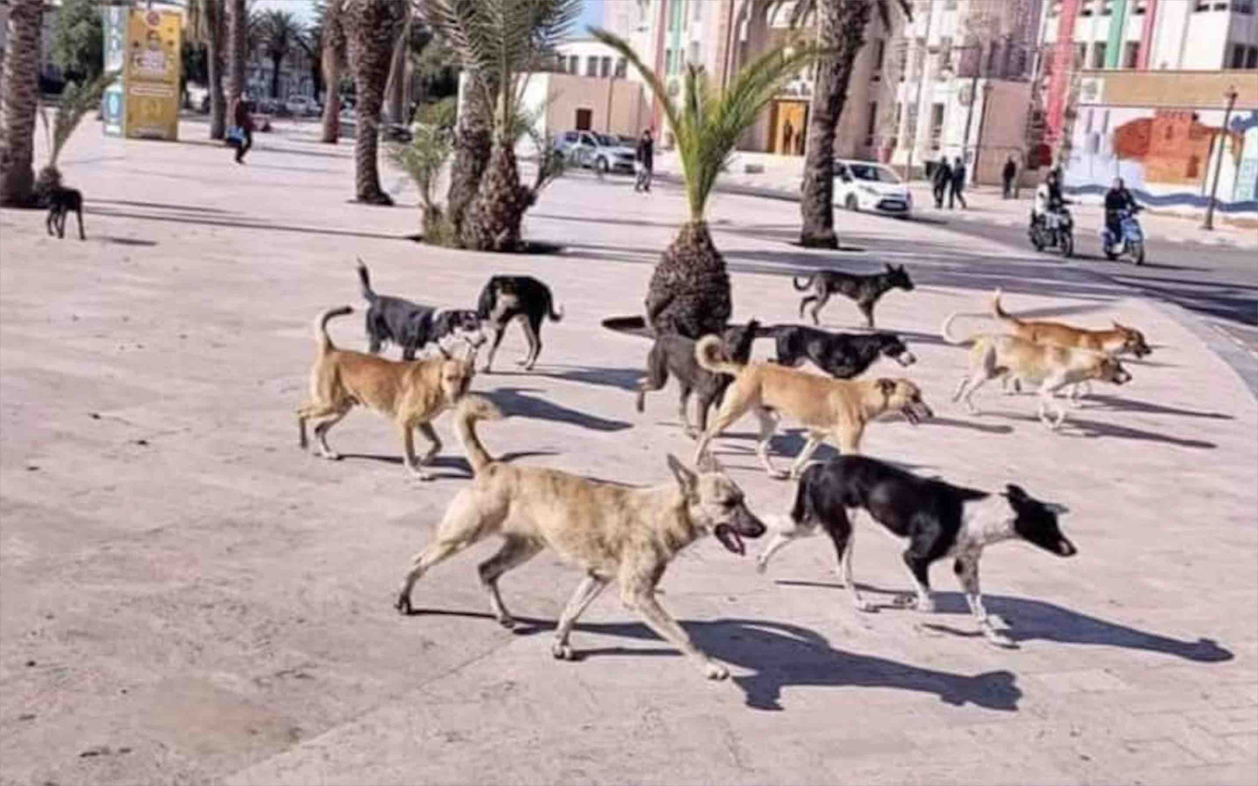 chiens errants Maroc