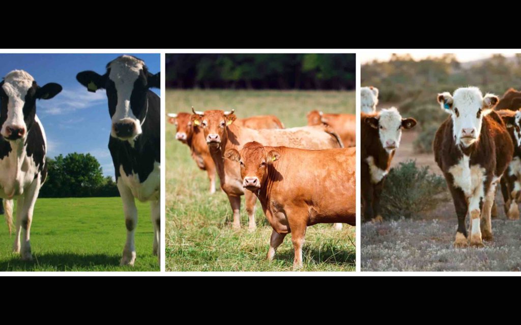 importation bovins domestiques Maroc