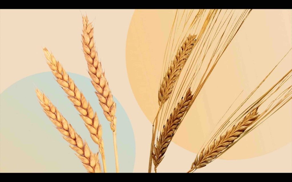 blé orge céréales Maroc