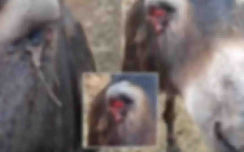 Maroc - ânesse cruauté yeux crevés