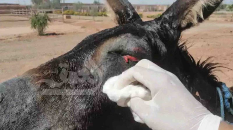 âne jambes coupées Maroc