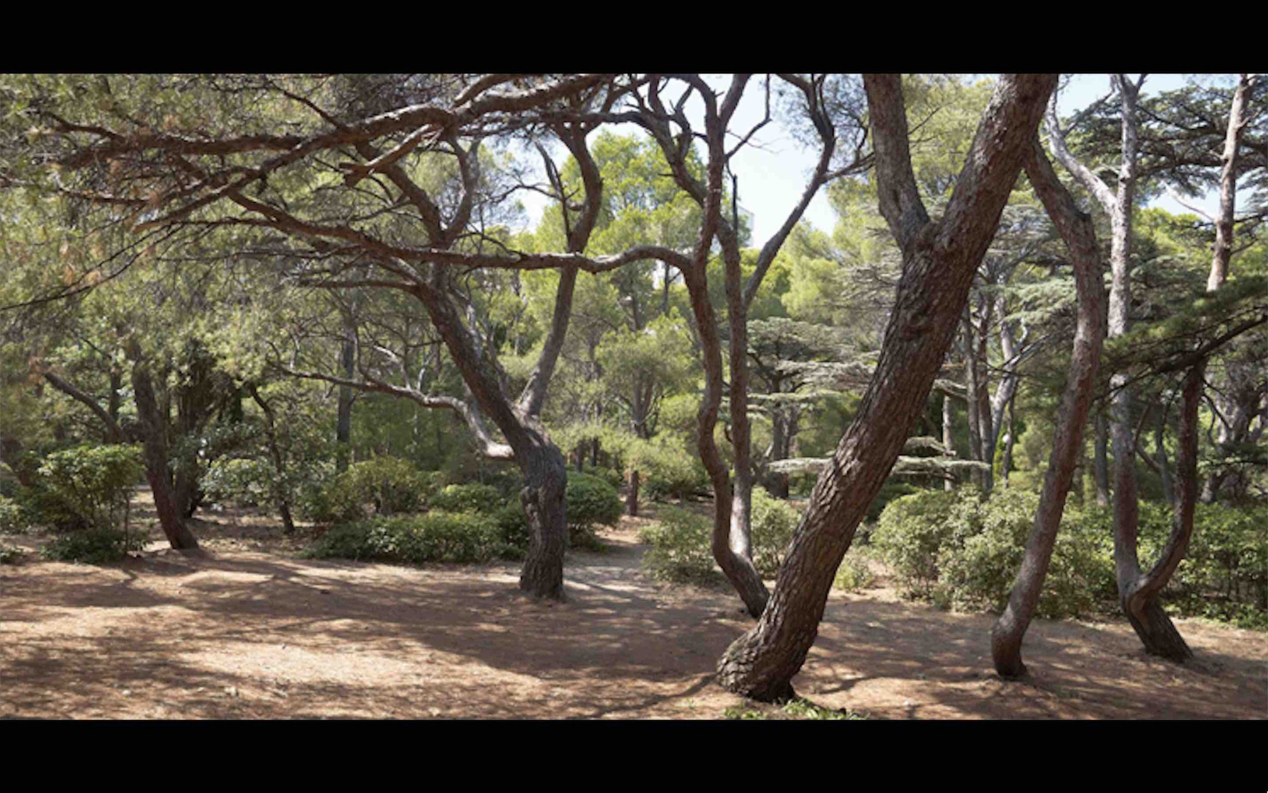 forêt arbres Maroc