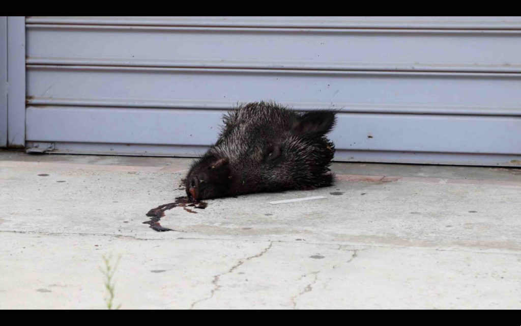 France : une tête de sanglier devant le consulat du Maroc en Corse