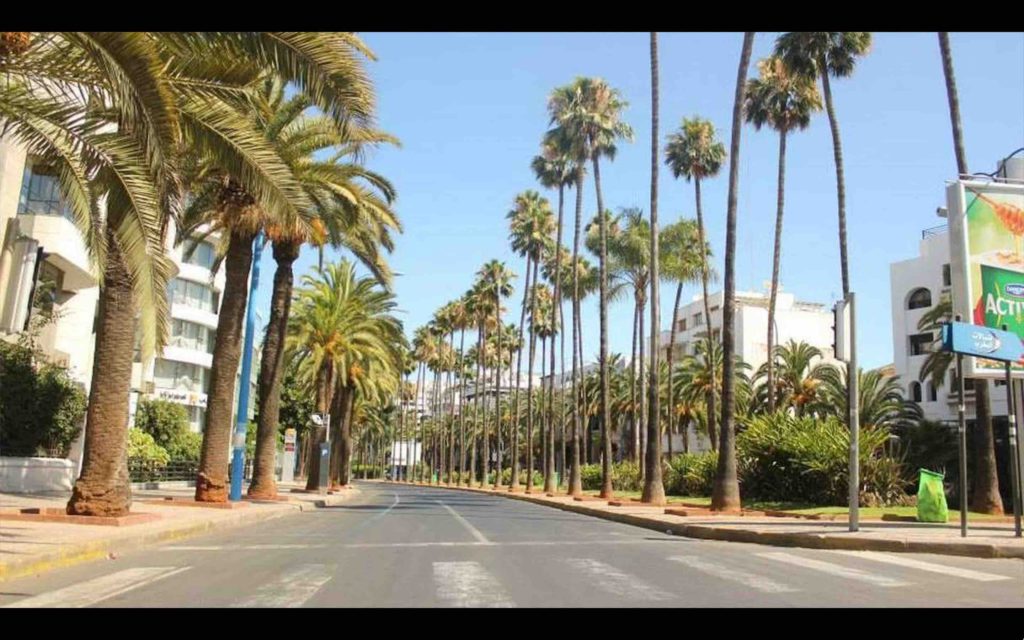 Palmiers Maroc Palm Trees Morocco