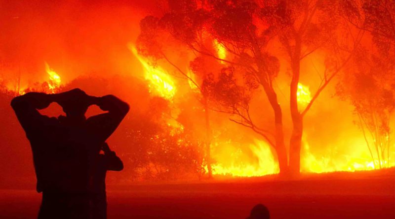 Maroc feu de forêt incendie Morocco forest fire