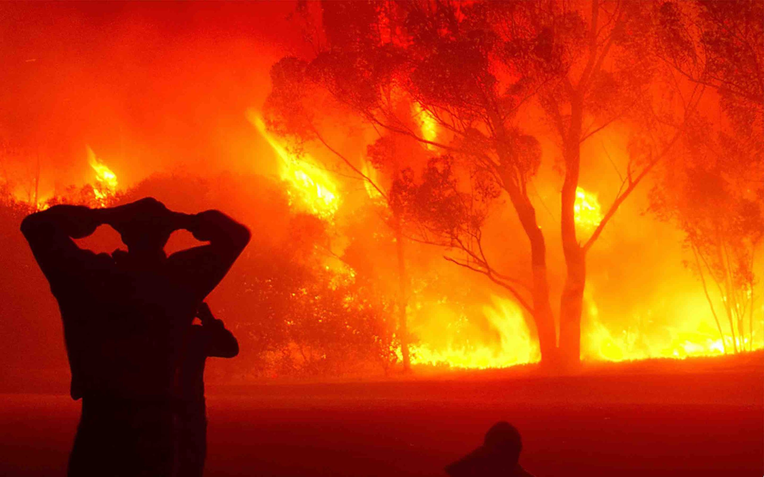 Maroc feu de forêt incendie Morocco forest fire