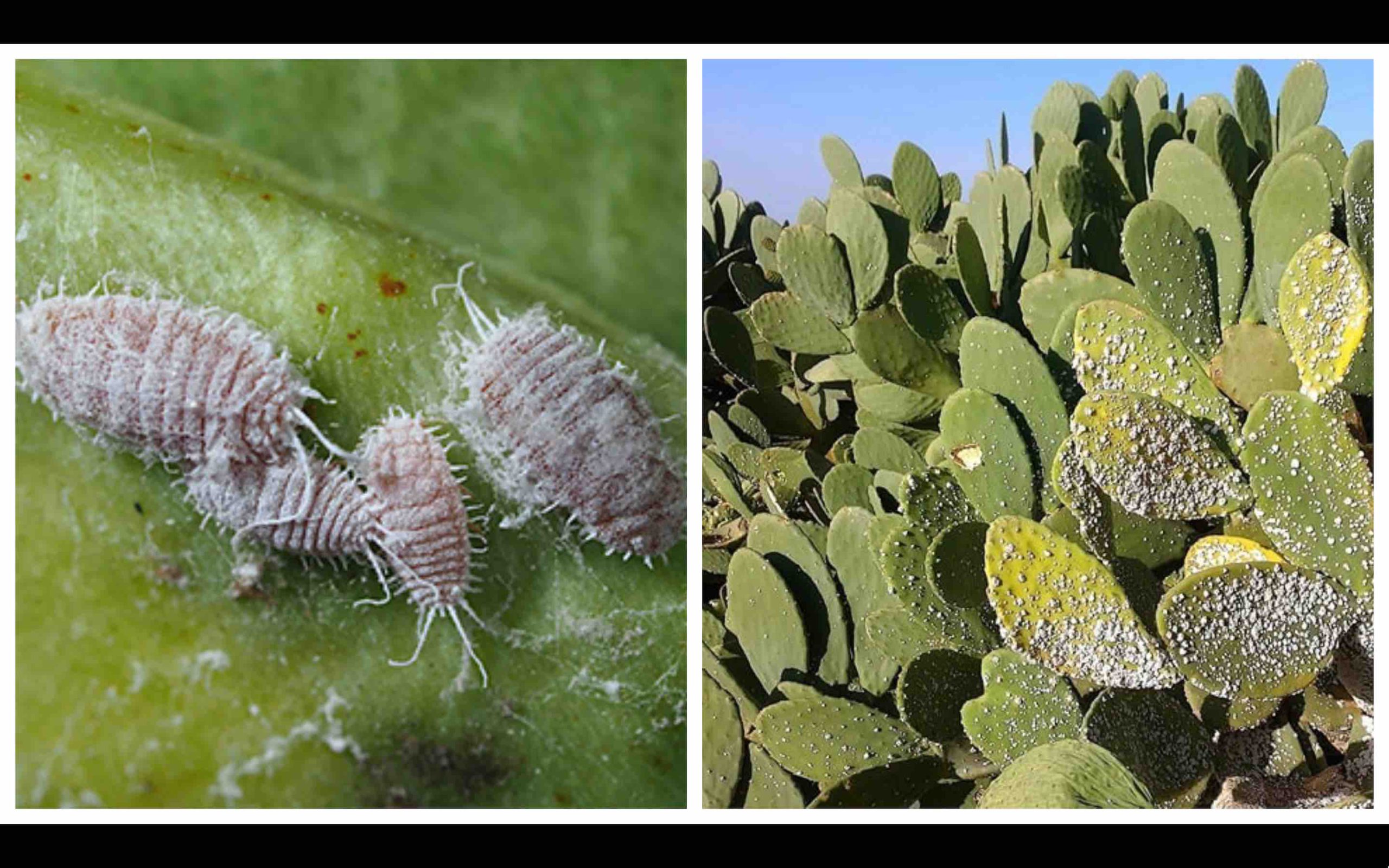 cochenille Maroc Algérie Cochineal Morocco Algeria