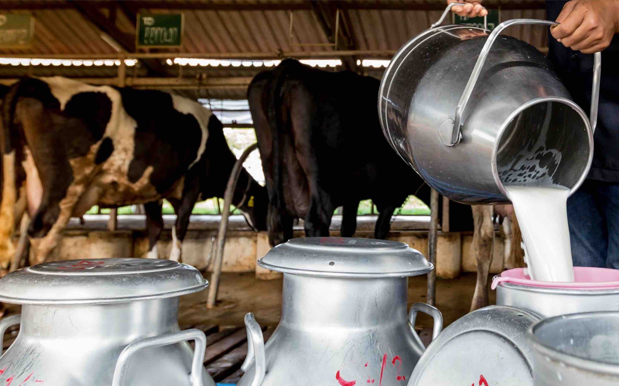 lait vache ferme Maroc Morocco Farm Cow Milk
