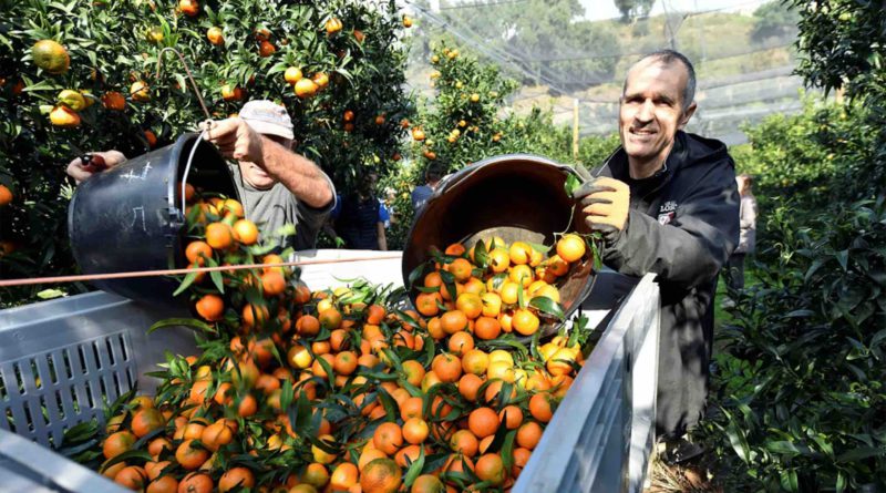 Maroc saisonniers marocains récolte clémentines Corse France