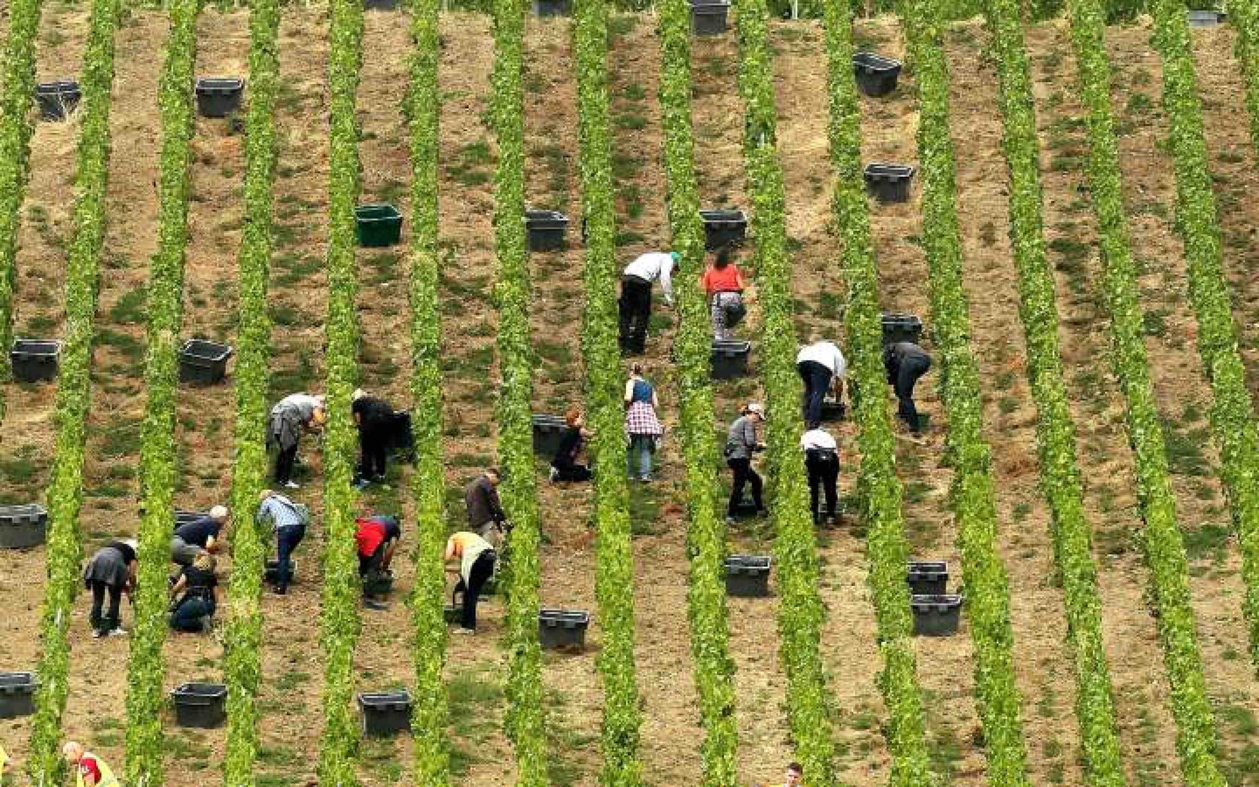vignes vendanges