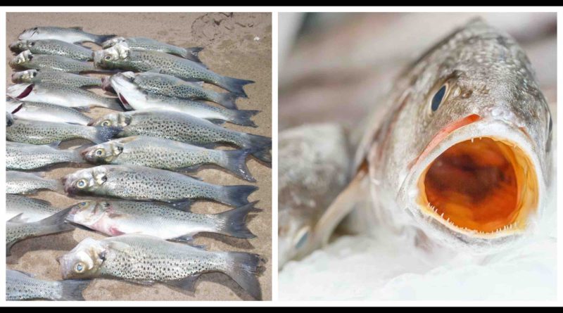 poisson courbine maigre grogneur Maroc pêche