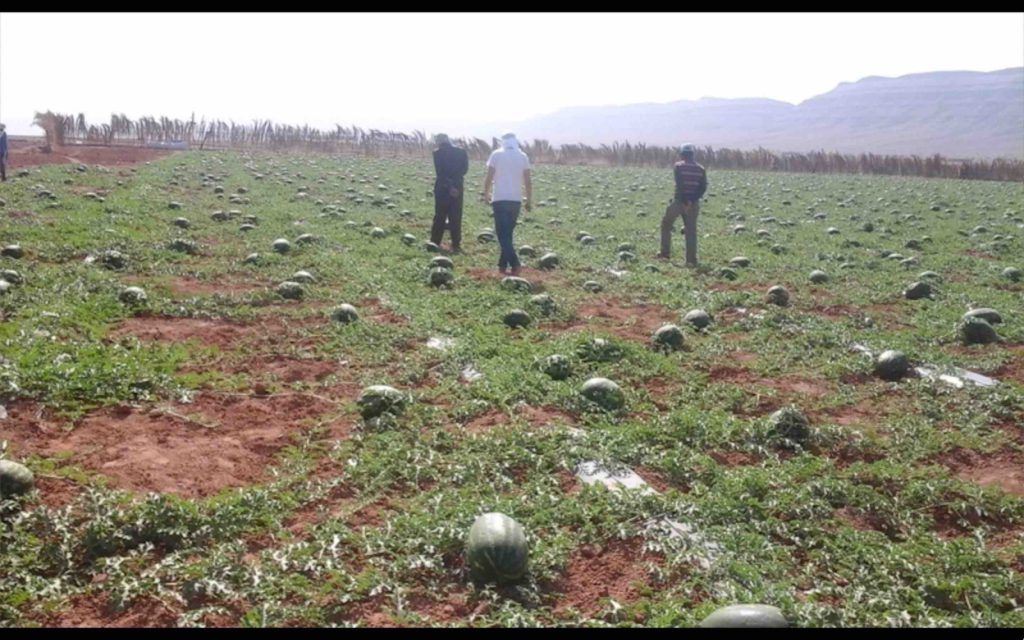 Maroc cultures stress hydrique sécheresse eau pastèques melons