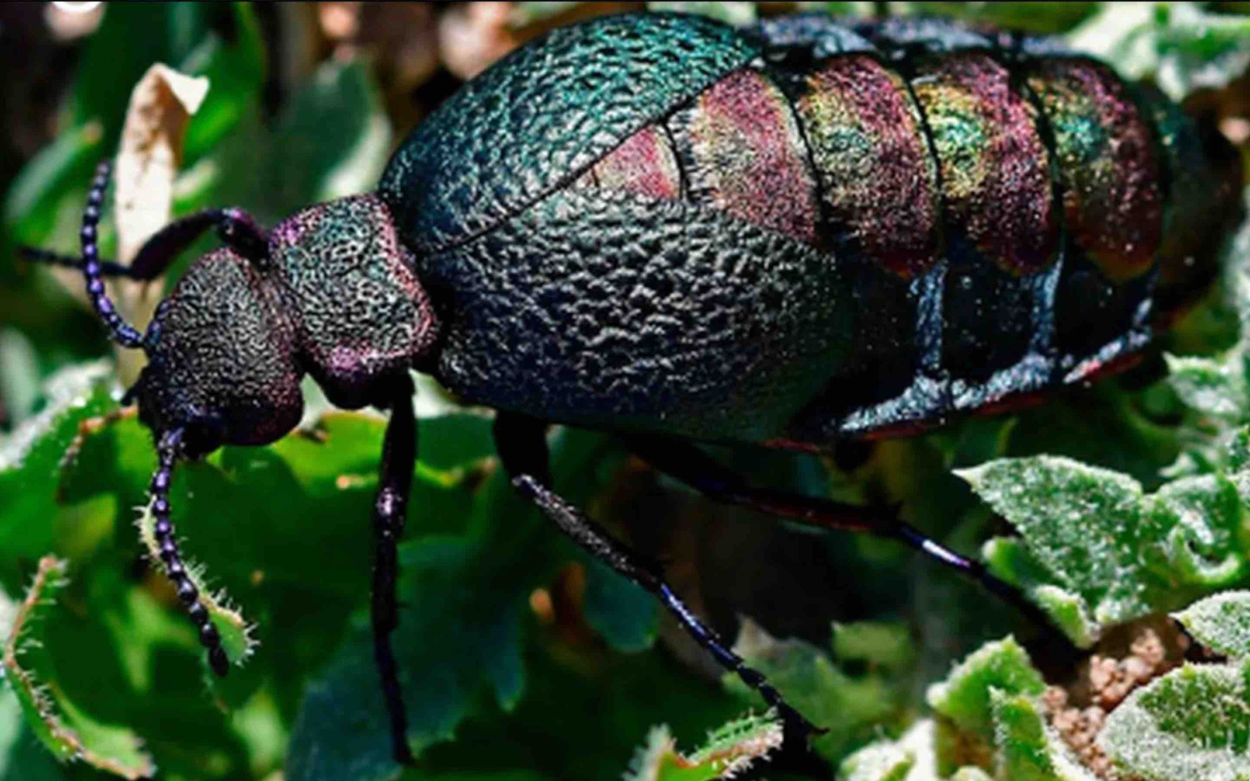 Lampromeloe pantherinus Maroc Morocco