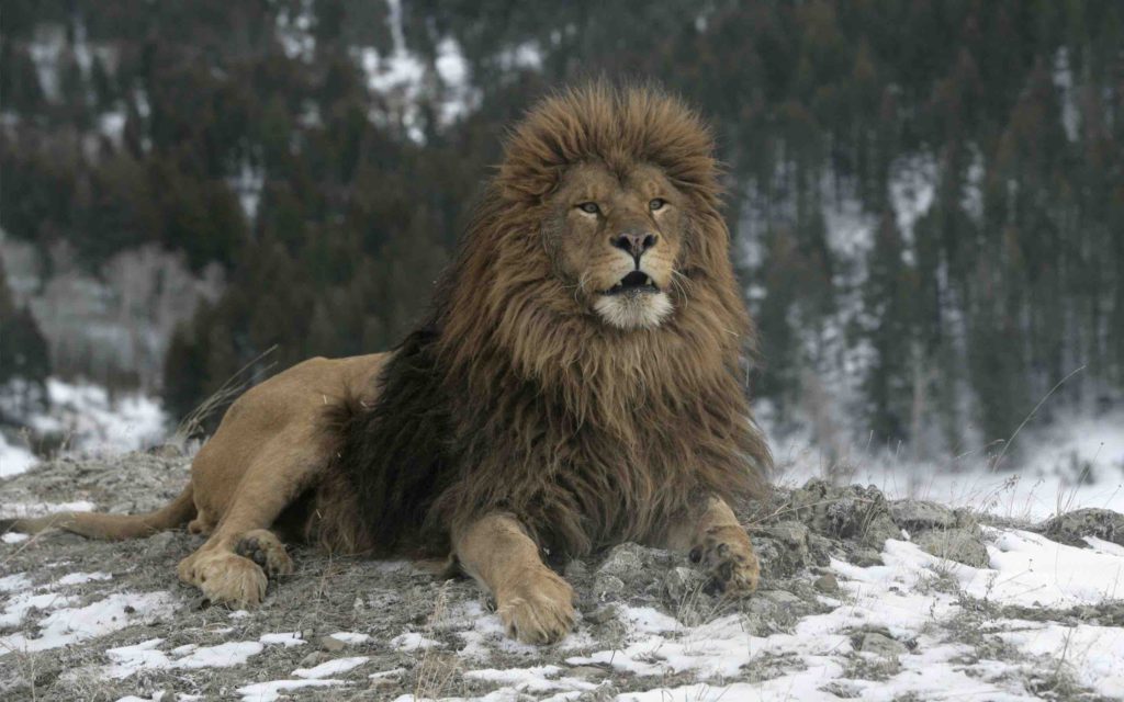 lion de l'Atlas Maroc