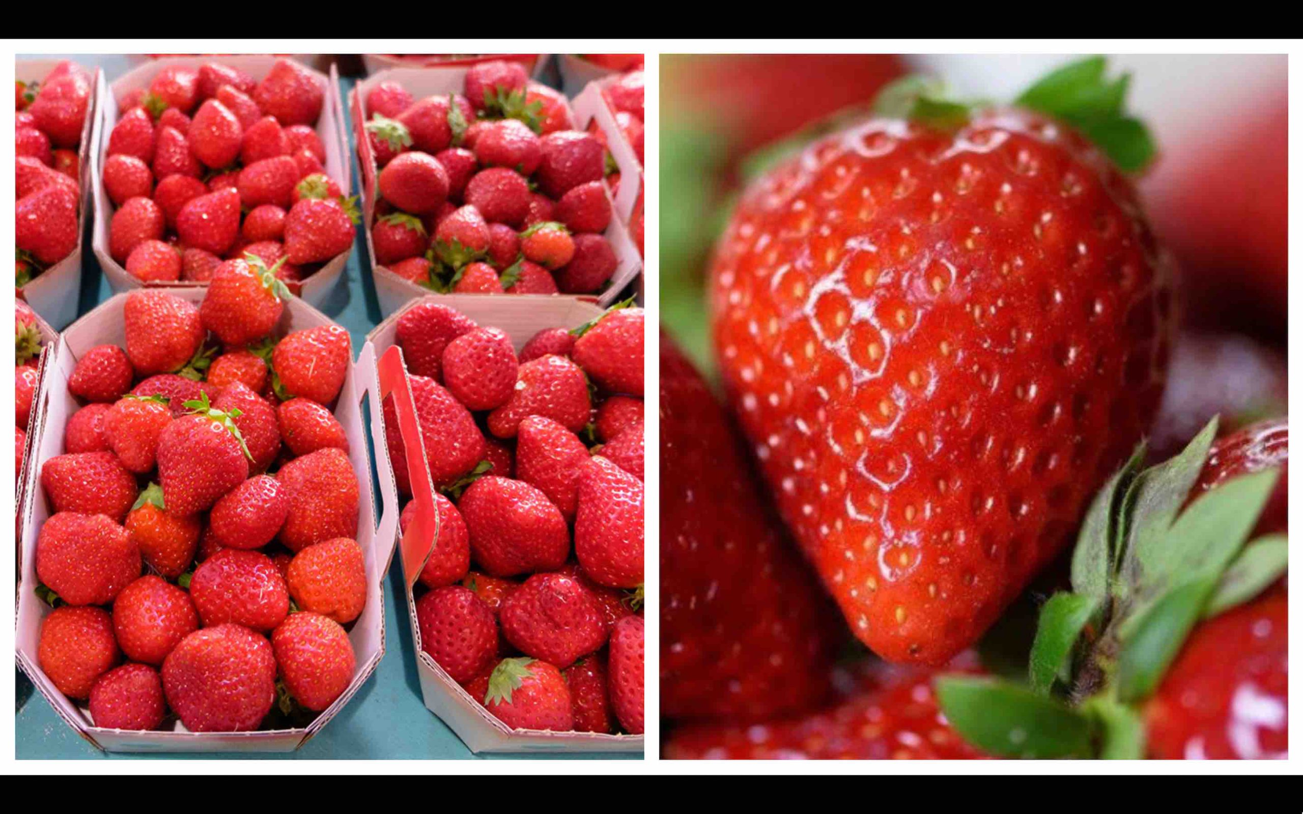 fraise Maroc fraises marocaines Strawberry Morocco Moroccan Strawberries