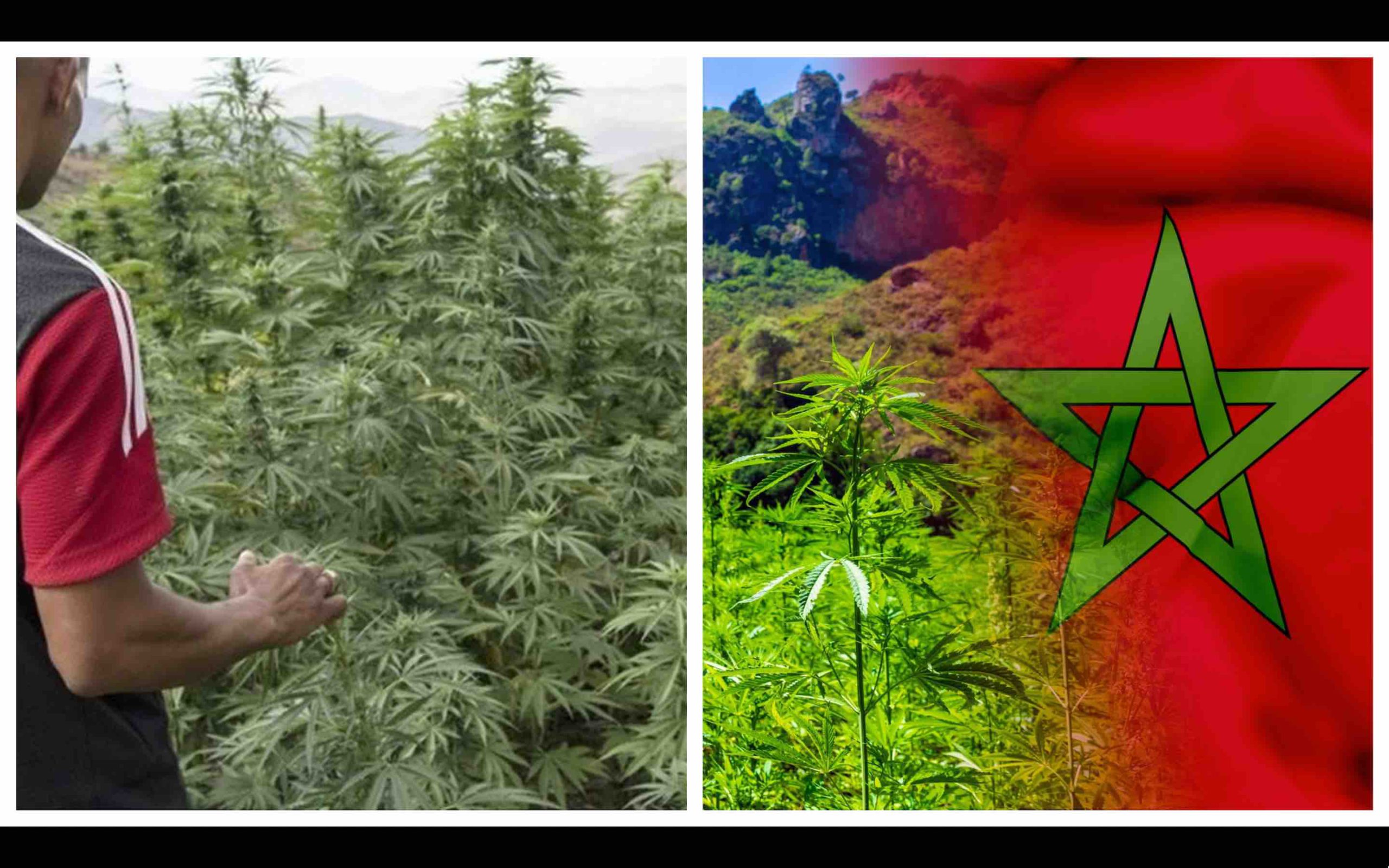 Maroc récolte culture cannabis