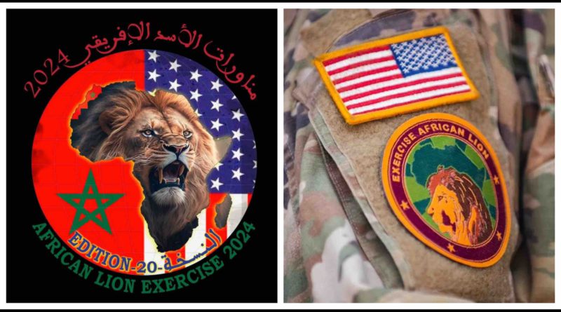 African lion 2024 Maroc Morocco