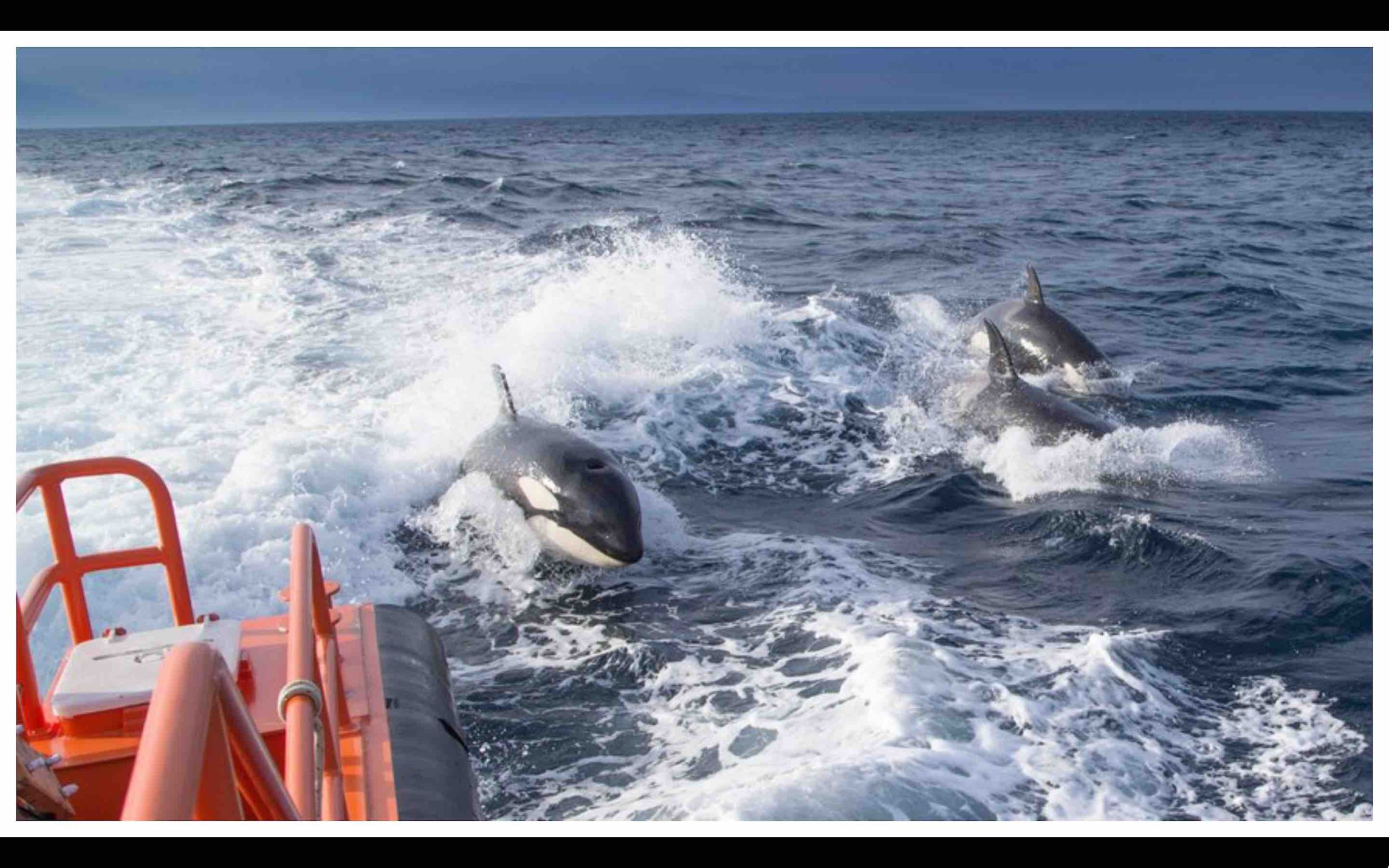 Maroc orques attaque bateau voilier yacht