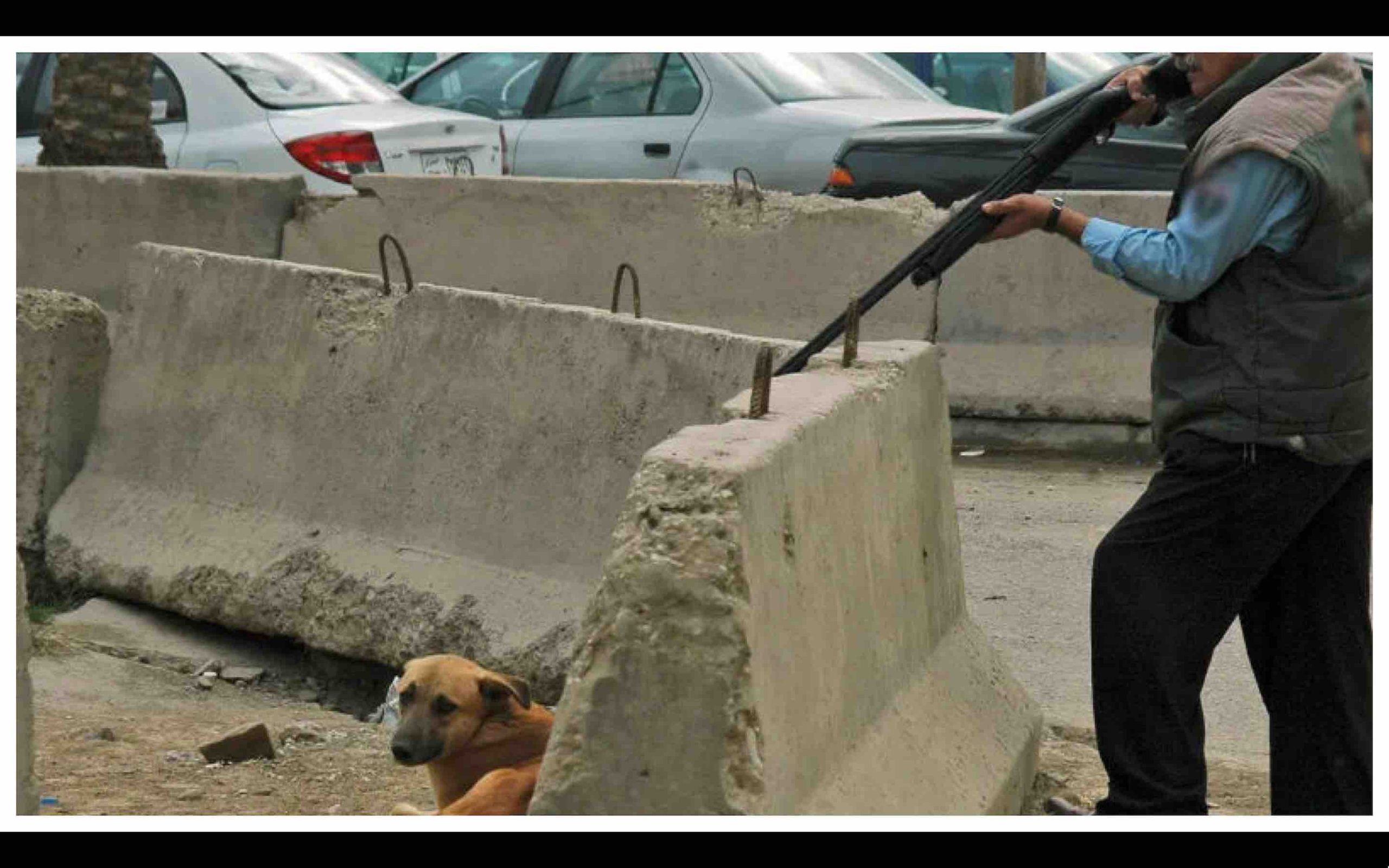 opération controversée d'élimination (abattage) des chiens errants qui envahissent la ville