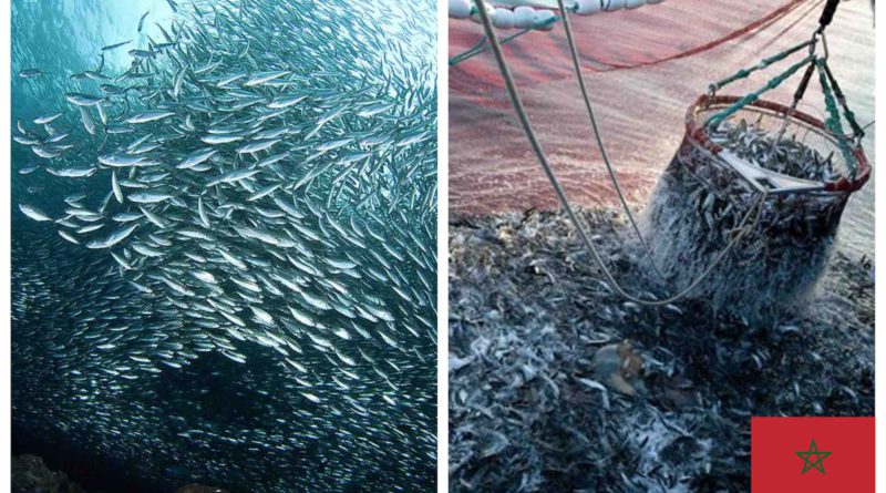Sardines Maroc Morocco