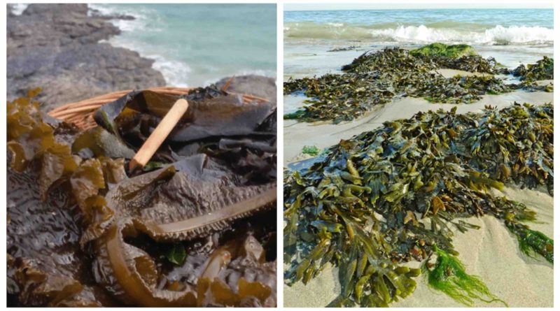 cueillette algues marines Maroc El Jadida seaweed harvesting Morocco