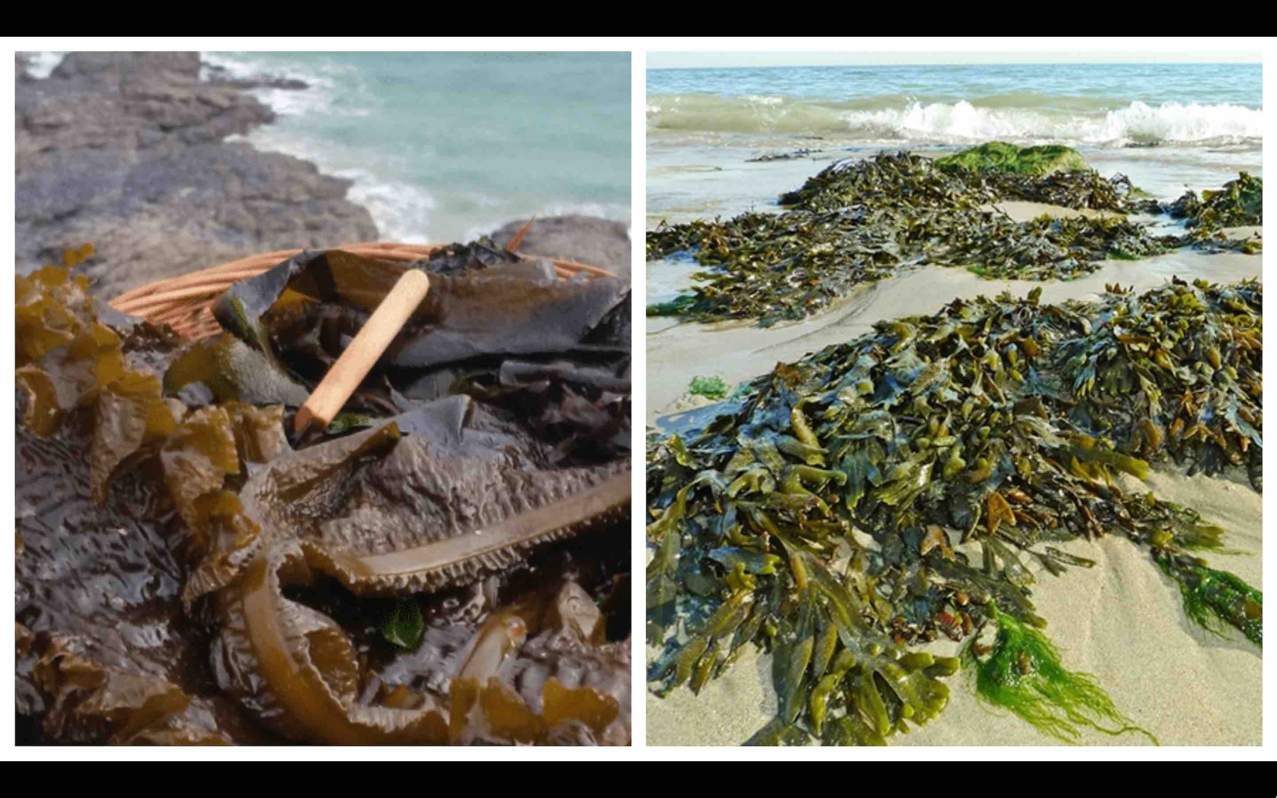 cueillette algues marines Maroc El Jadida seaweed harvesting Morocco