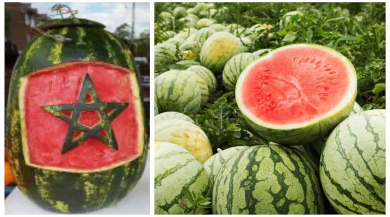 pastèque Maroc watermelon Morocco