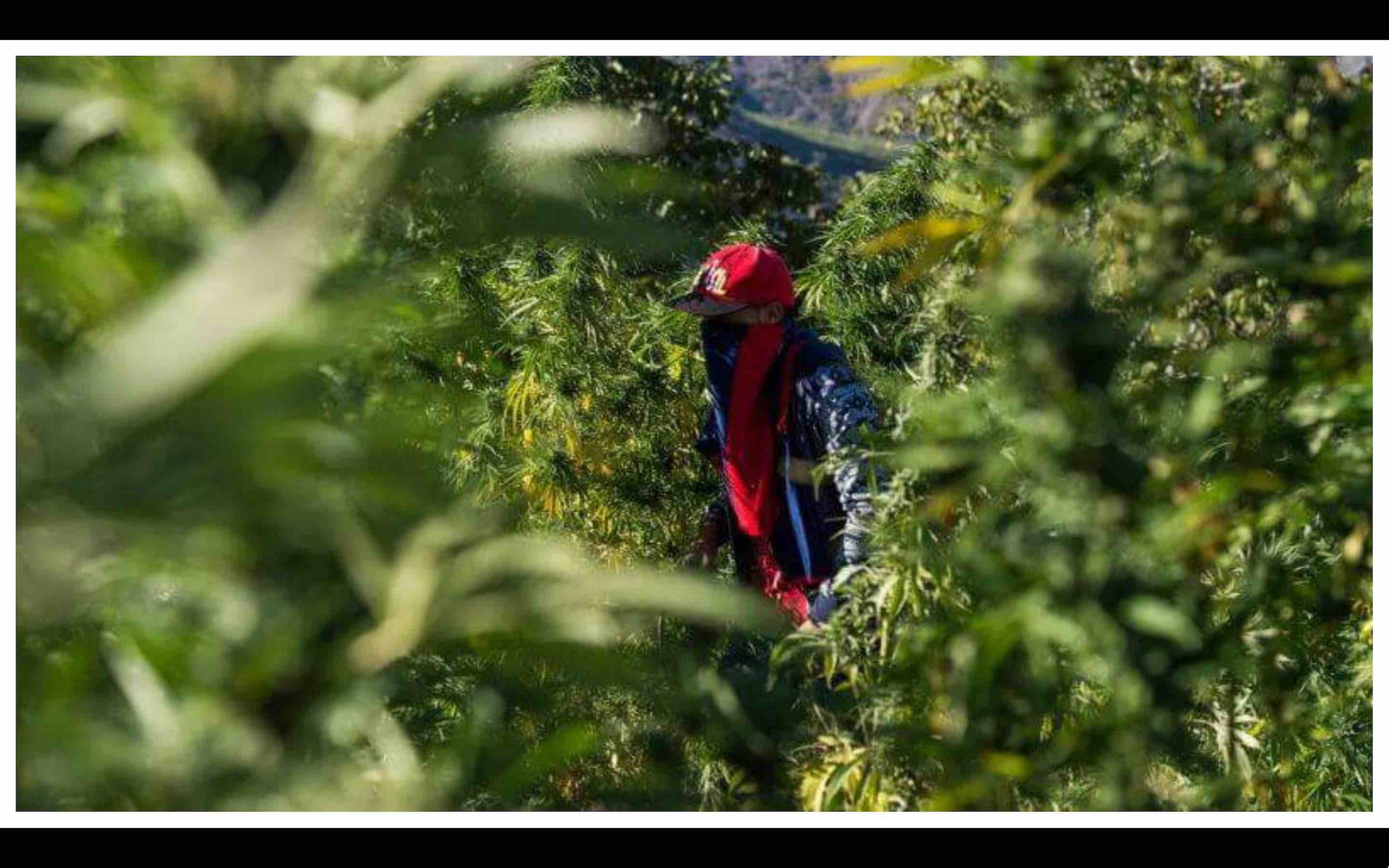 culture cannabis Maroc