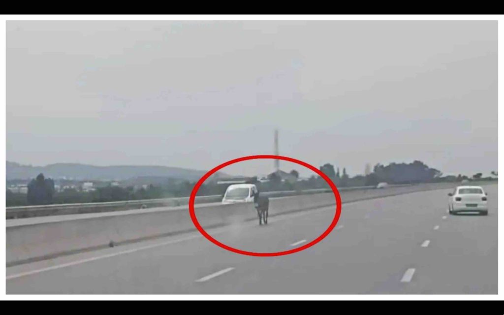 Maroc : un âne provoque un accident sur une autoroute