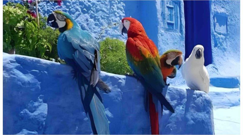 Maroc perroquets Chefchaouen Morocco parrots