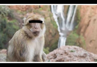 Setti-Fatma Maroc singe monkey Morocco