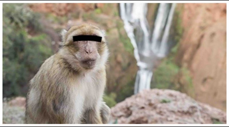 Setti-Fatma Maroc singe monkey Morocco