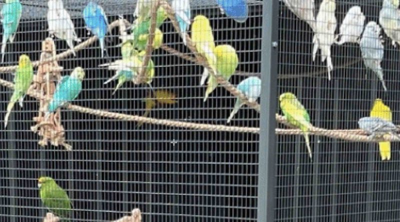 volière Maroc oiseaux espèces protégées