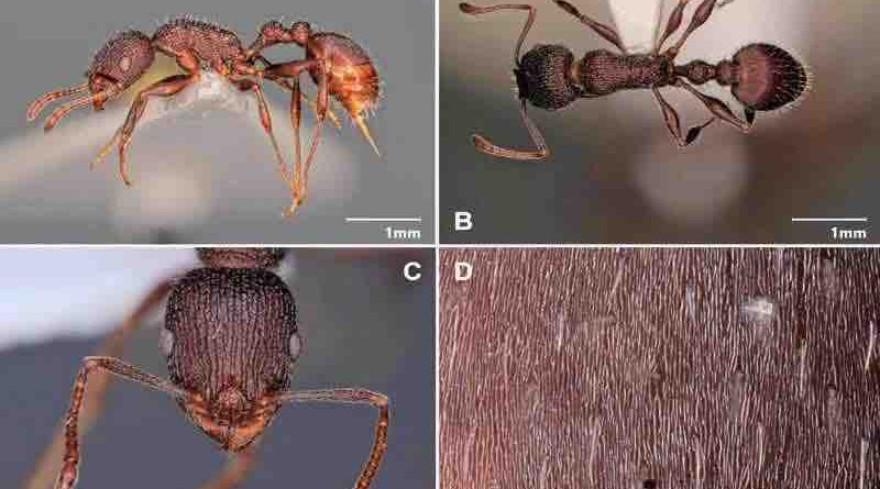 Temnothorax lailae Maroc Morocco