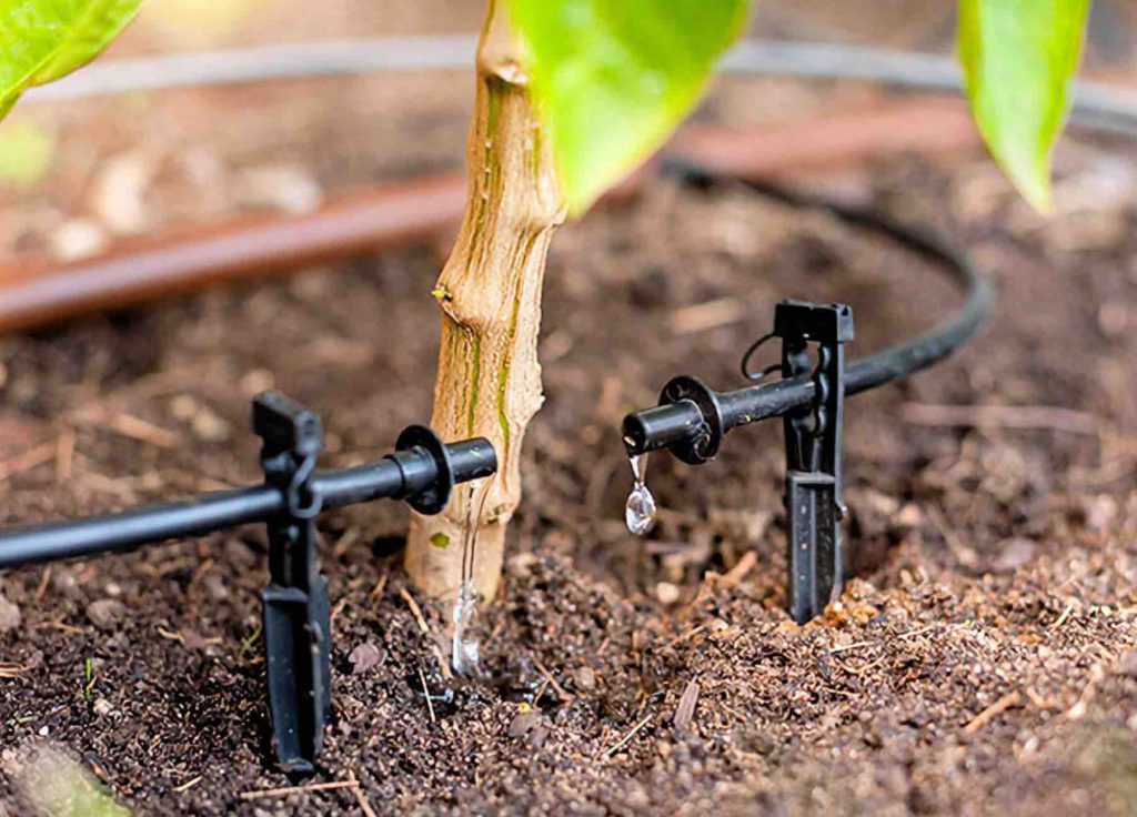 Maroc Irrigation goutte à goutte