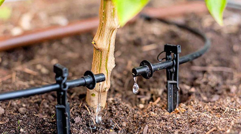 Maroc Irrigation goutte à goutte