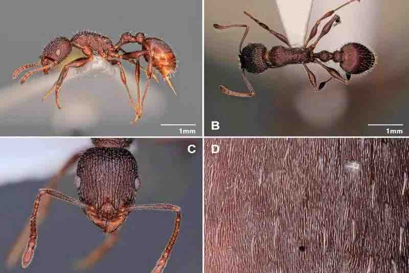 Temnothorax lailae Maroc Morocco