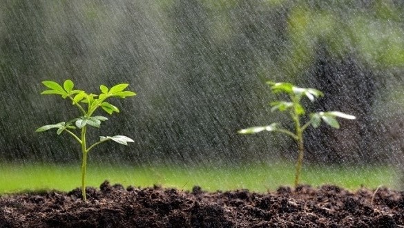 pluie culture agriculture pluies Maroc